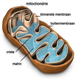 mitochondrium