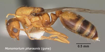 Monomorium pharaonis