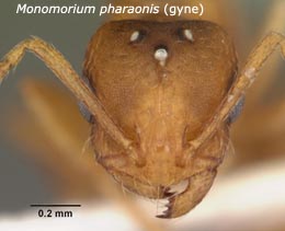 Monomorium pharaonis