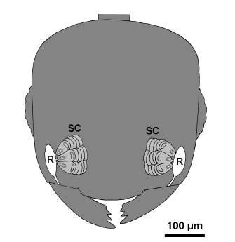 mandibular gland of Monomorium pharaonis