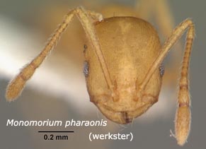 Monomorium pharaonis