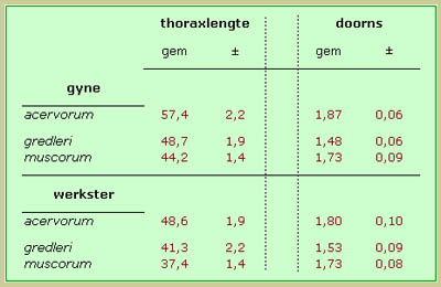 metrische vergelijking Leptothorax