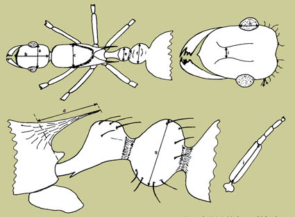 Myrmica hirsuta