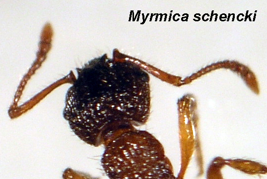 kop van Myrmica schencki