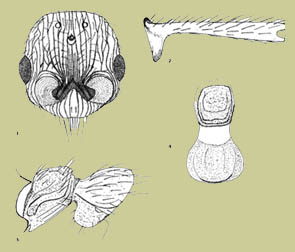 Myrmica schenckioides