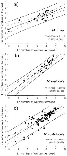 Myrmica populatiegrootte