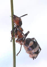 Pandora myrmecophaga