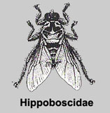 Hippoboscidae
