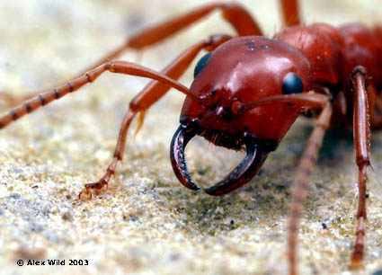 Polyergus rufescens