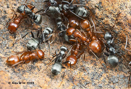 Polyergus rufescens