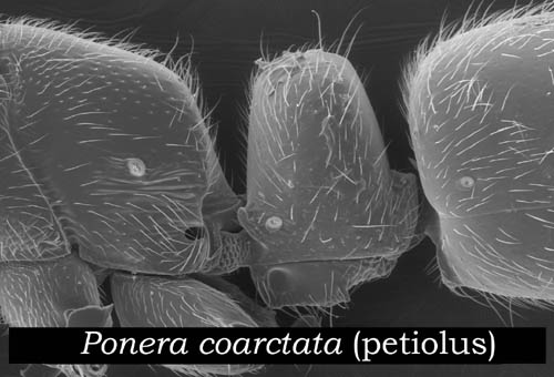 Ponera coarctata