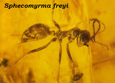 Sphecomyrma