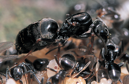 Tapinoma erraticum