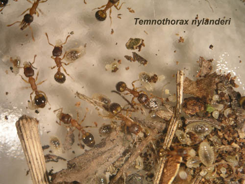 Temnothorax nylanderi