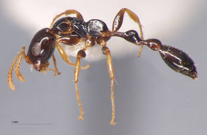 Tetraponera