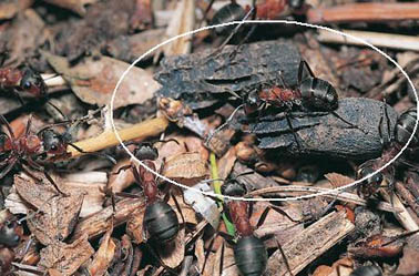 koker van Clytra quadripunctata