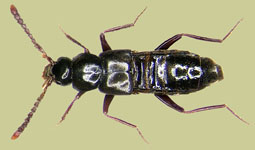 Zyras funestus