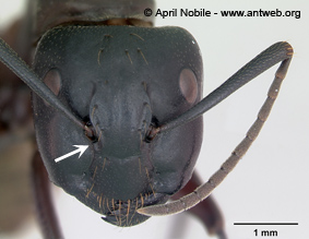 Camponotus herculeanus