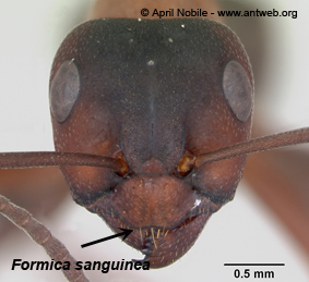 Formica sanguinea