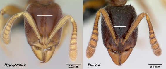 Hypoponera - Ponera