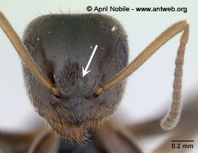 Lasius niger