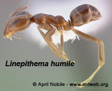 Linepithema humile