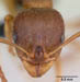 aphaenogaster subterranea